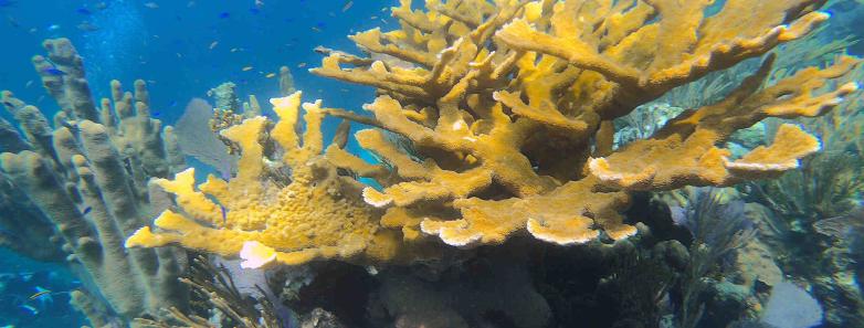 Beautiful hand corals in Andros Island