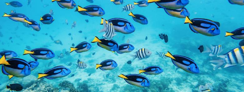 A school of blue tangs swims across