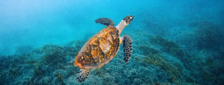 A turtle swimming towards the surface