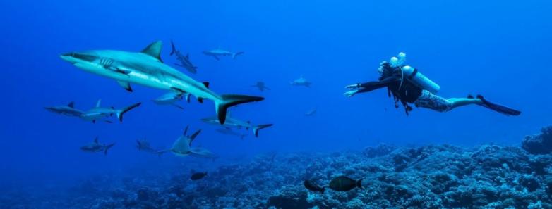 A divers swims after a shark