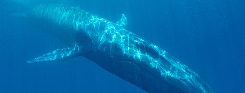 blue whale in sri lanka