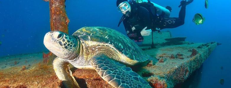 A diver follow a sea turtle around a wreck