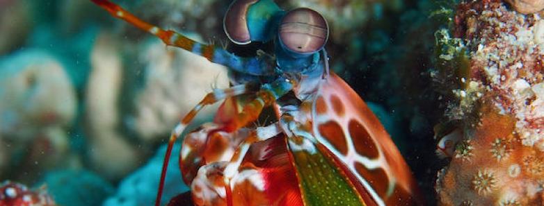 A mantis shrimp pops his head out of his hole