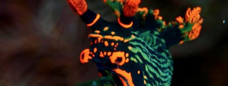 A nudibranch stands on a coral