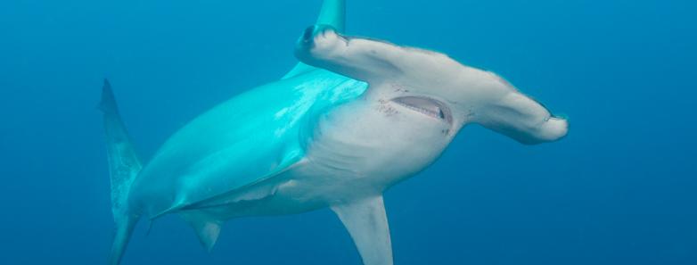 hammerhead shark in cocos island