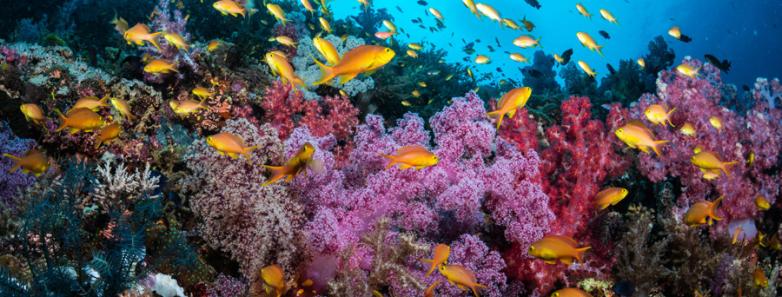 colorful reefscape bohol