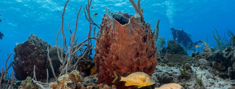 A colorful reef with the bluest sea in the background