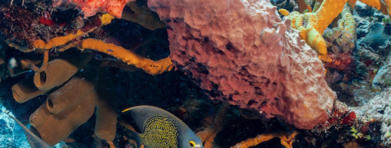 The vibrant colors of the underwater reefs in Cozumel