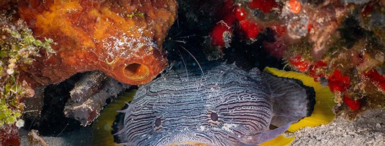 A fish hides in its little corner of coral