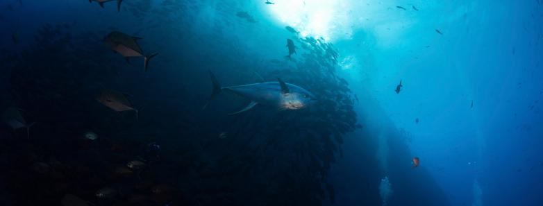 diver photographing school of yellowfin tuna socorro