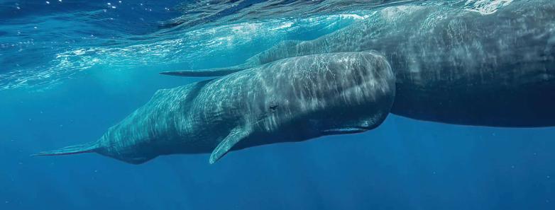 A sperm whale and its calf swim past