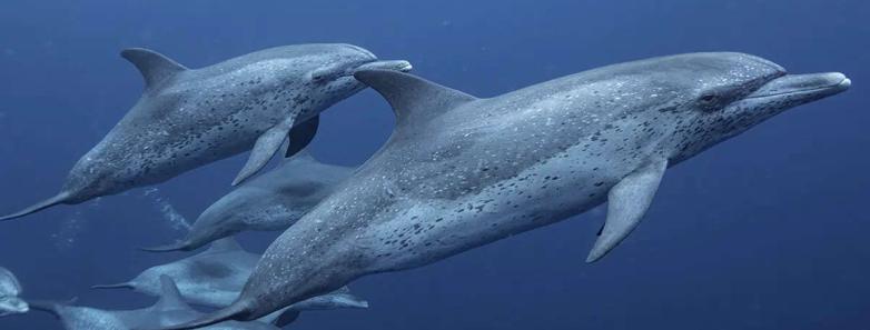 Dolphins swim in front of the camera