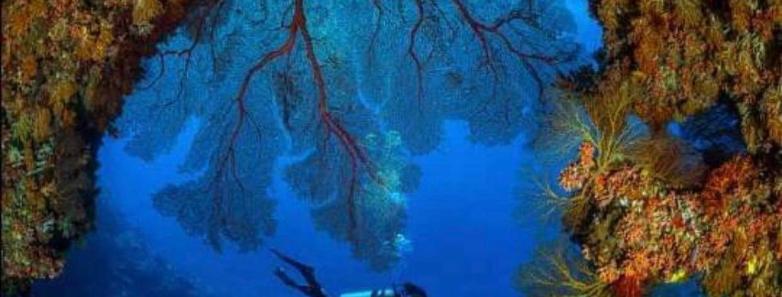 A rock overhangs with corals 