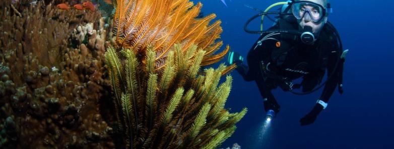 A diver swims past vibrant corals underwater