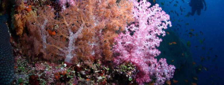 Pink and orange corals found in Fiji's waters