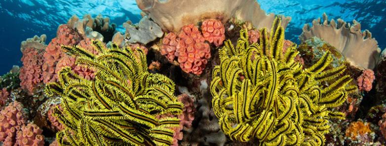 The colorful reefs in Dumaguete