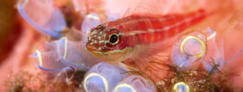 A fish rests on its corals