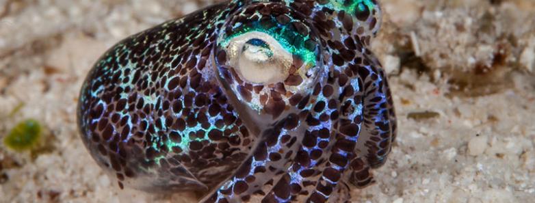 A baby octopus rests on the sand