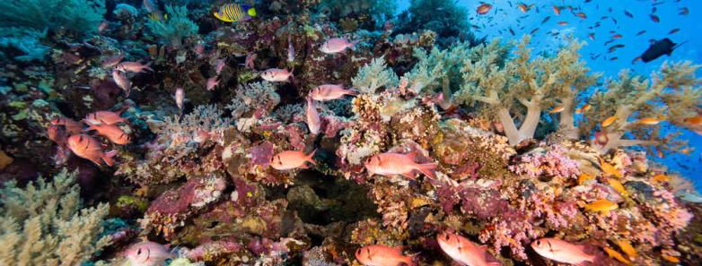 colorful reef in red sea