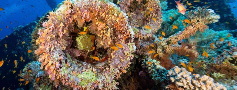 red sea wreck underwater