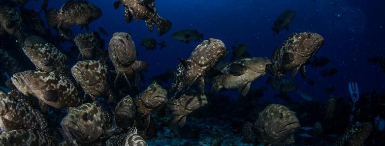 thousands of groupers congregate in Fakarava for the annual grouper spawning