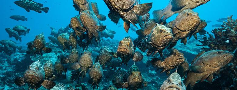 hundreds of groupers congregate in fakarava