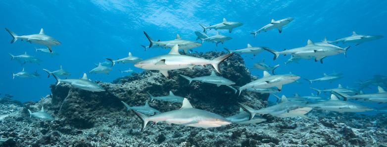 hundreds of sharks congregate in fakarava