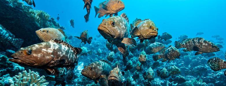 groupers congregate during grouper spawning season