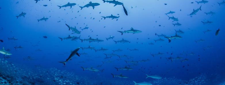 hundreds of sharks congregate in fakarava