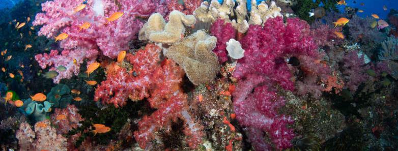 Vibrant corals underwater in Fiji