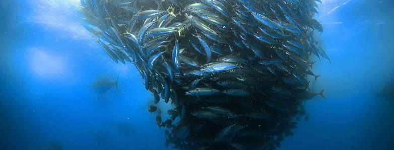 A large school of fish