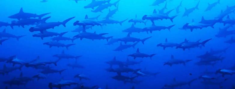 A wall of hammerhead sharks