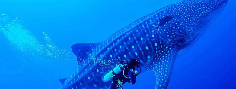 A diver swims alongside a whale shark