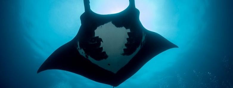 A giant manta with the sun shining behind it