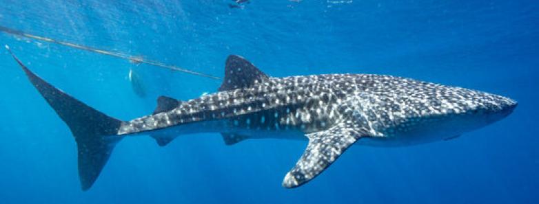 A whale shark underwater in Halmahera