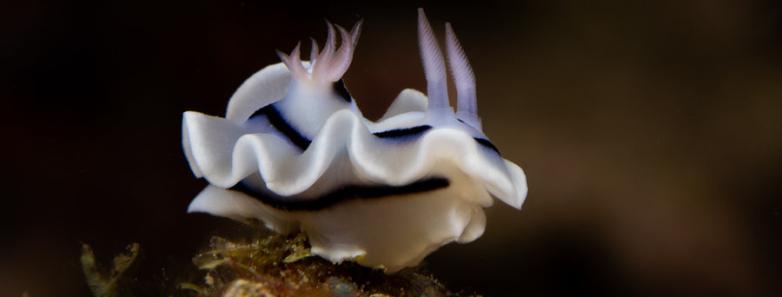 A nudibranch rests