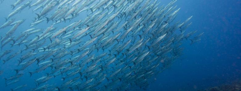 A school of sardines swim upward