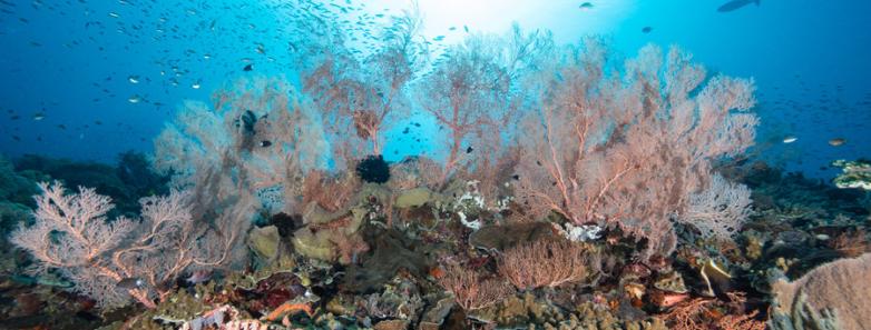 Colorful corals against the blue backdrop of the ocean