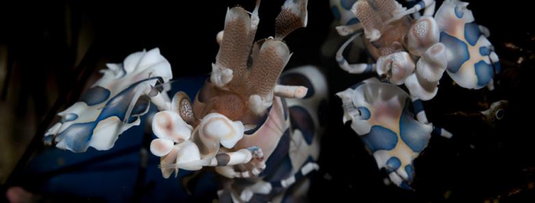 harlequin shrimp bohol