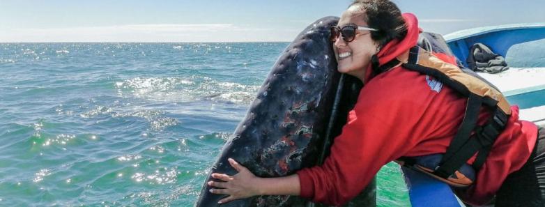 People interact with Pacific gray whales in San Ignacio Lagoon, Mexico