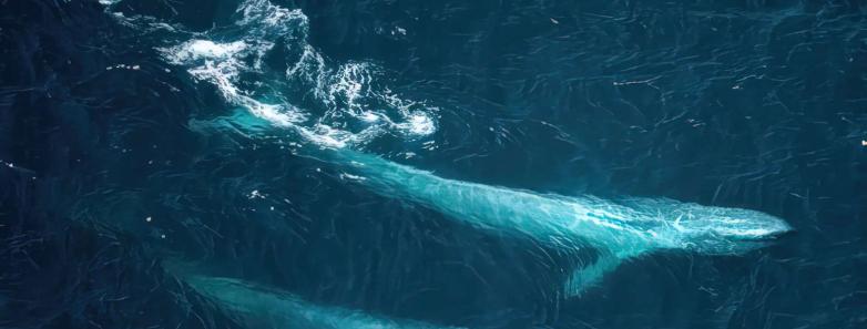 Two blue whale take a slight turn