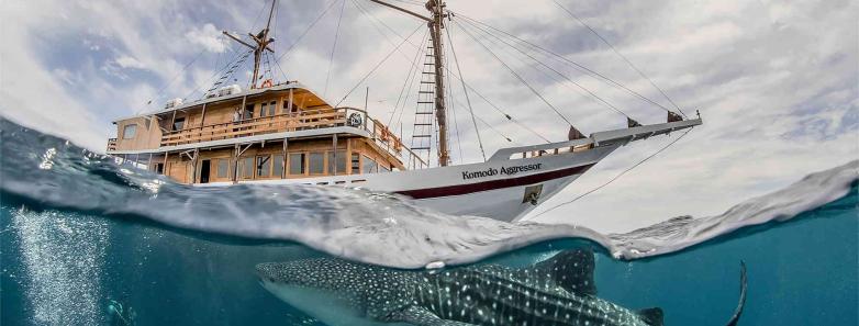 A whale shark swims near the Komodo Aggressor