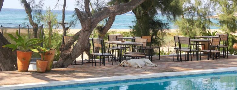 A dog lies by the chairs and tables by the pool