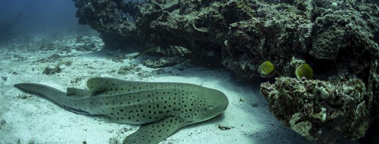 A leopard shark rests on the ocean floor