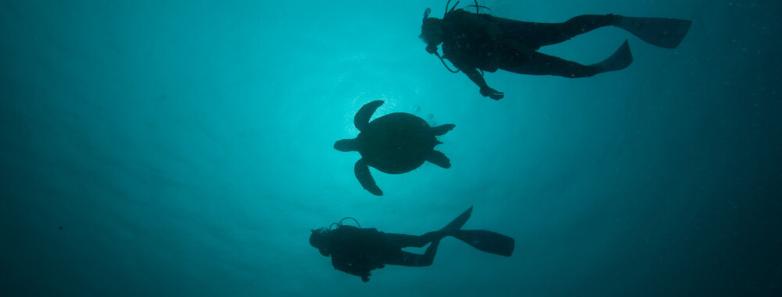 Two divers flank a sea turtle