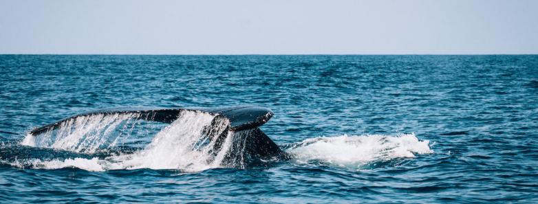 A whale's tail breaks the surface of the water