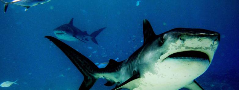 A shark bares its teeth at the camera