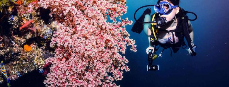 A divers passes by vibrant corals underwater