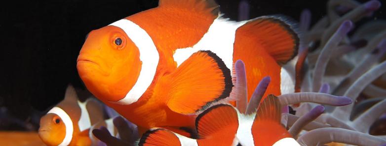 Clownfish huddle close together by their anemone