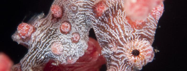 A pygmy seahorse grasps a branch of coral